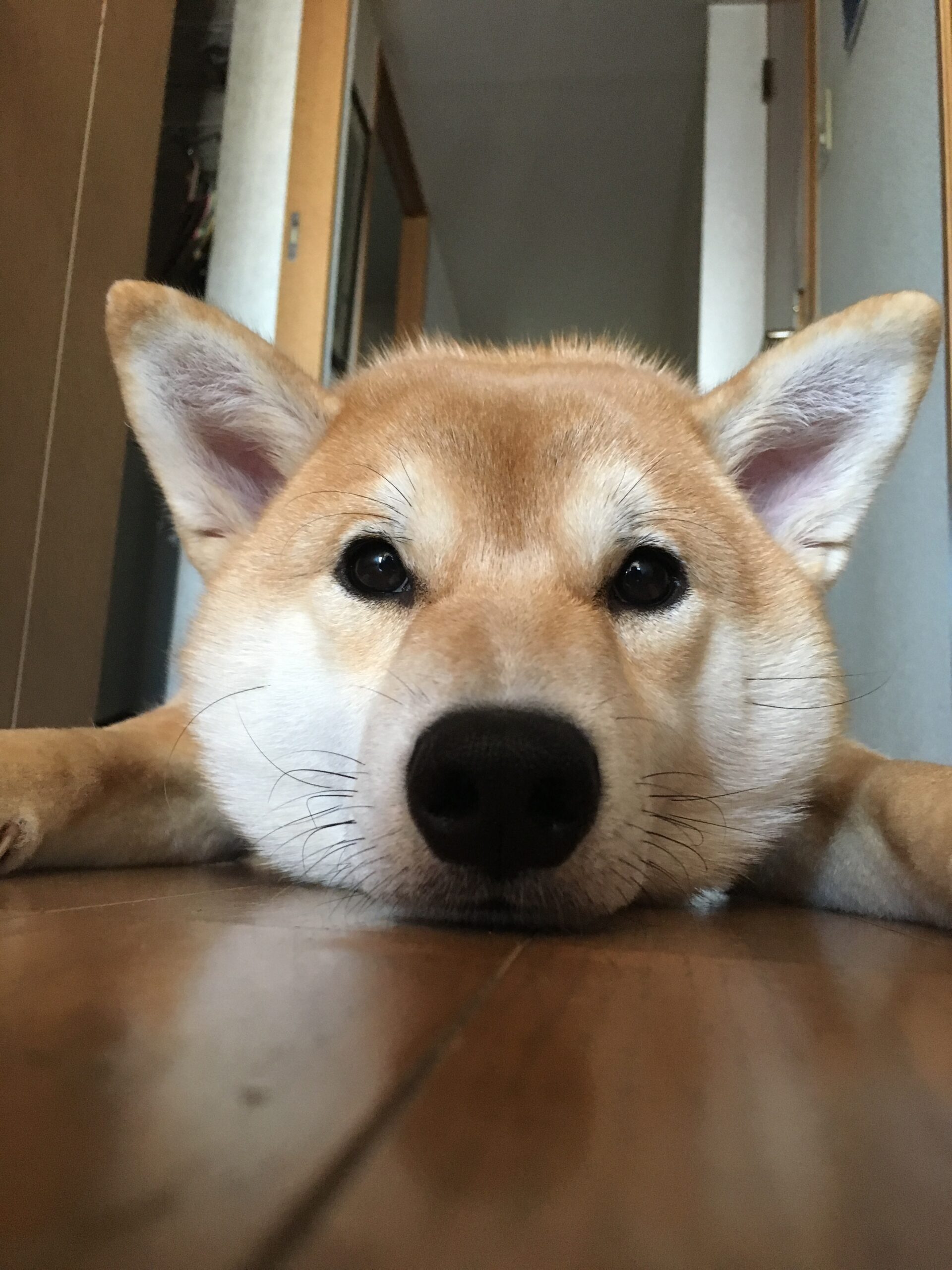 Suzu 2017